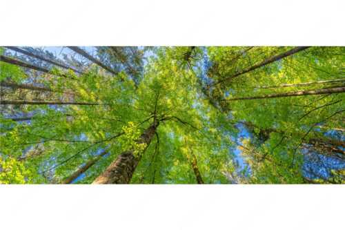 Blick auf ein Buchenblätterdach am Rindberg im Estergebirge - Waldhimmel - Seitenverhältnis 2,5:1 - Laubdach - weitere Infos unter https://www.kriner-weiermann.de