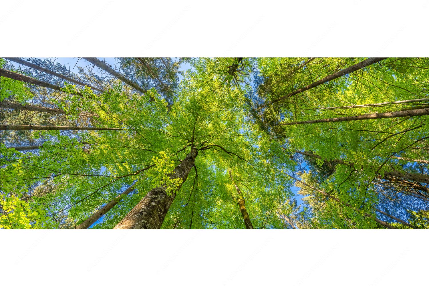 Blick auf ein Buchenblätterdach am Rindberg im Estergebirge - Waldhimmel - Seitenverhältnis 2,5:1 - Laubdach - weitere Infos unter https://www.kriner-weiermann.de