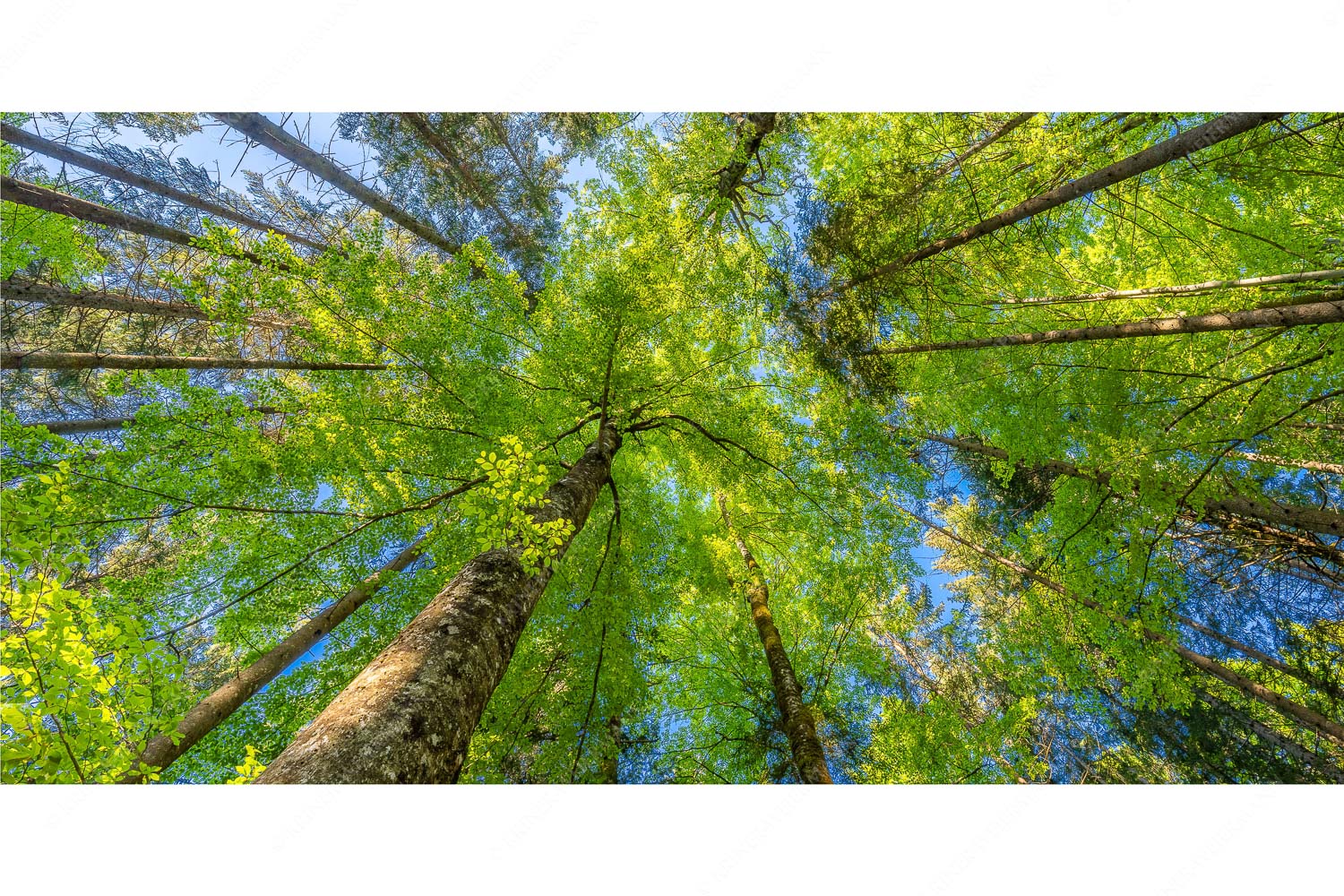 Waldhimmel – Seitenverhältnis 2:1 — Laubdach Blick auf ein Buchenblätterdach am Rindberg im Estergebirge
