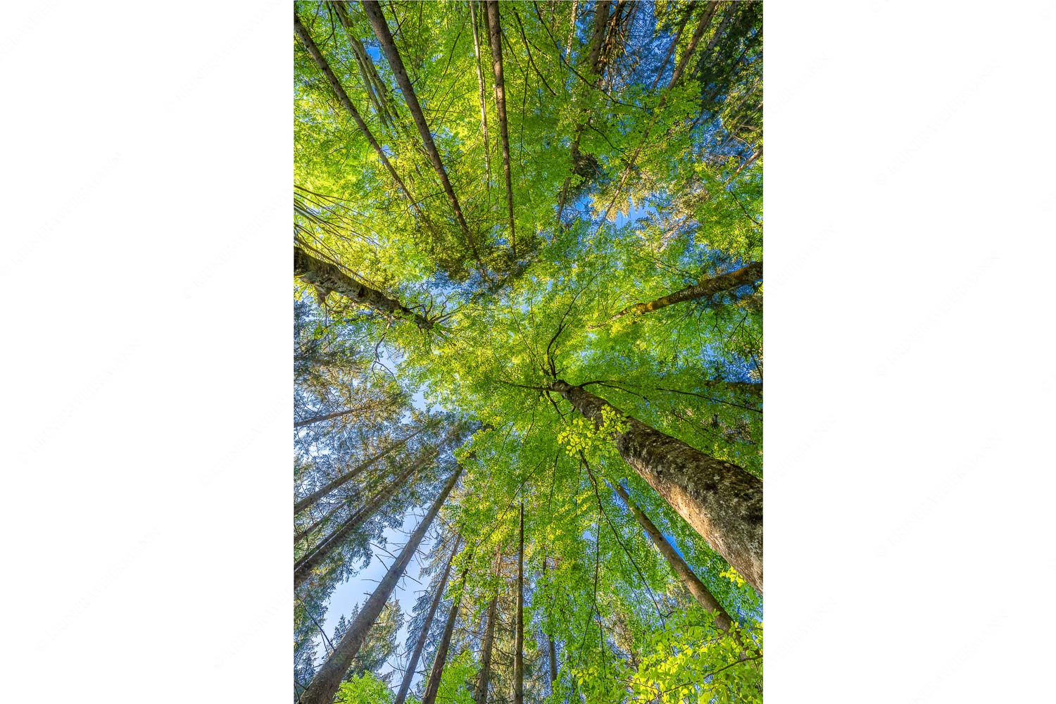 Blick auf ein Buchenblätterdach am Rindberg im Estergebirge