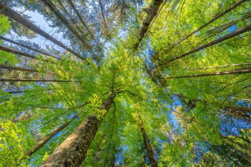 Blick auf ein Buchenblätterdach am Rindberg im Estergebirge - Waldhimmel - Seitenverhältnis 3:2 - Laubdach - weitere Infos unter https://www.kriner-weiermann.de