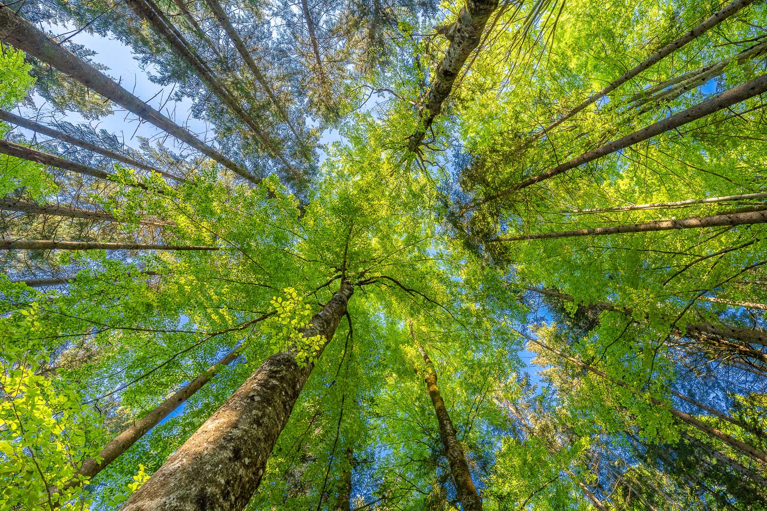 Blick auf ein Buchenblätterdach am Rindberg im Estergebirge