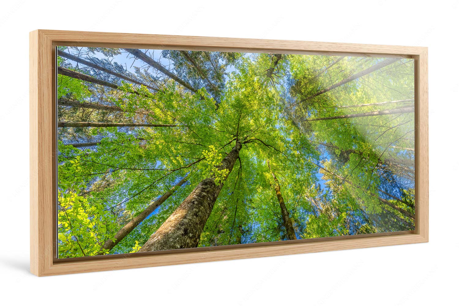 Waldhimmel – Foto im Schattenfugen-Rahmen — Laubdach Blick auf ein Buchenblätterdach am Rindberg im Estergebirge - Waldhimmel - Foto im Schattenfugen-Rahmen - Laubdach - weitere Infos unter https://www.kriner-weiermann.de