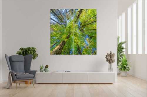 Blick auf ein Buchenblätterdach am Rindberg im Estergebirge - Waldhimmel - 4er Split, Größe ca. 180x180cm, Seitenverhältnis 1:1 - Laubdach - weitere Infos unter https://www.kriner-weiermann.de