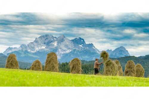 Stanker vor Zugspitzmassiv mit Hochblassen, Alpspitze, Zugspitze und Waxenstein - Wia friahra - Seitenverhältnis 2:1 - Heuarbeit Heustankern - weitere Infos unter https://www.kriner-weiermann.de