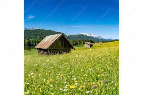 Blick über Blumenwiese am Geroldsee zum Zugspitzmassiv im Wetterstein - Wiesmahd am Geroldsee II - Seitenverhältnis 1:1 - Blumenwiese mit Zugspitze - weitere Infos unter https://www.kriner-weiermann.de