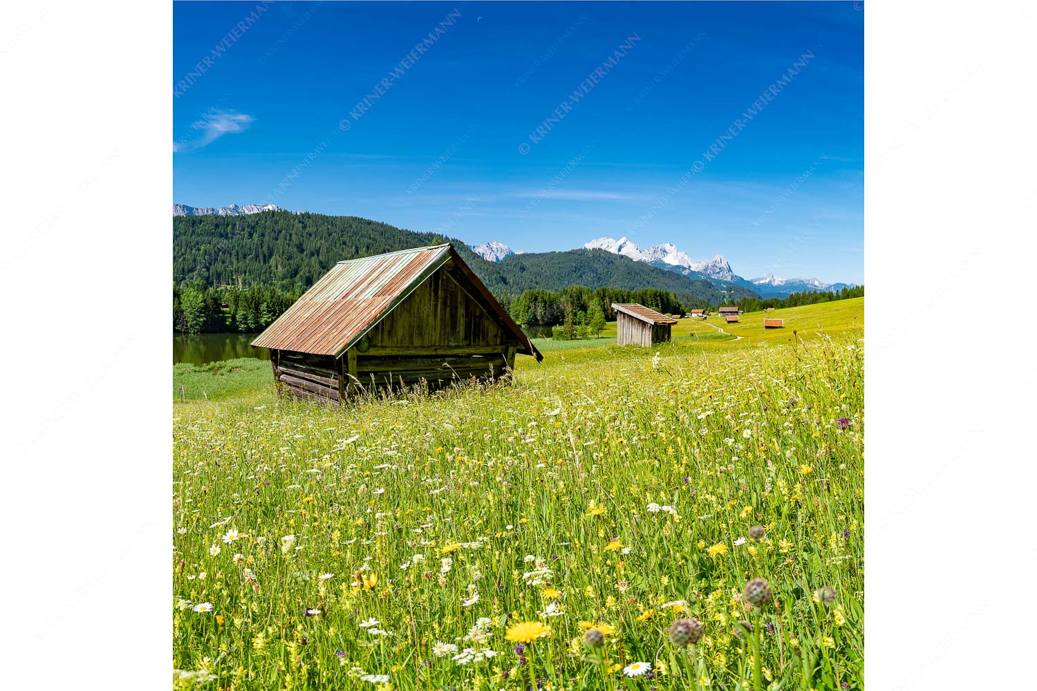 Wiesmahd am Geroldsee II – Seitenverhältnis 1:1 — Blumenwiese mit Zugspitze Blick über Blumenwiese am Geroldsee zum Zugspitzmassiv im Wetterstein