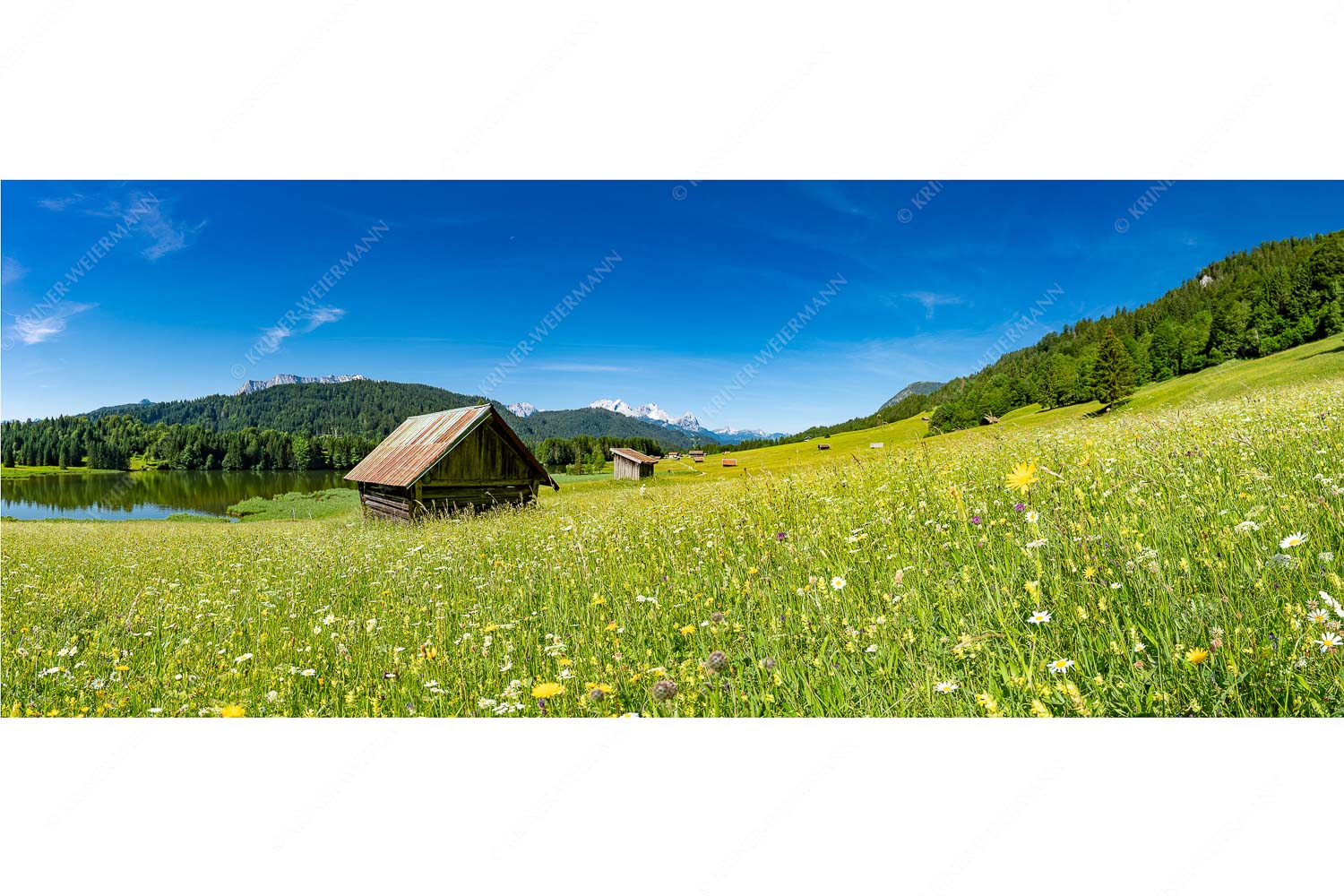 Wiesmahd am Geroldsee II – Seitenverhältnis 2,5:1 — Blumenwiese mit Zugspitze Blick über Blumenwiese am Geroldsee zum Zugspitzmassiv im Wetterstein