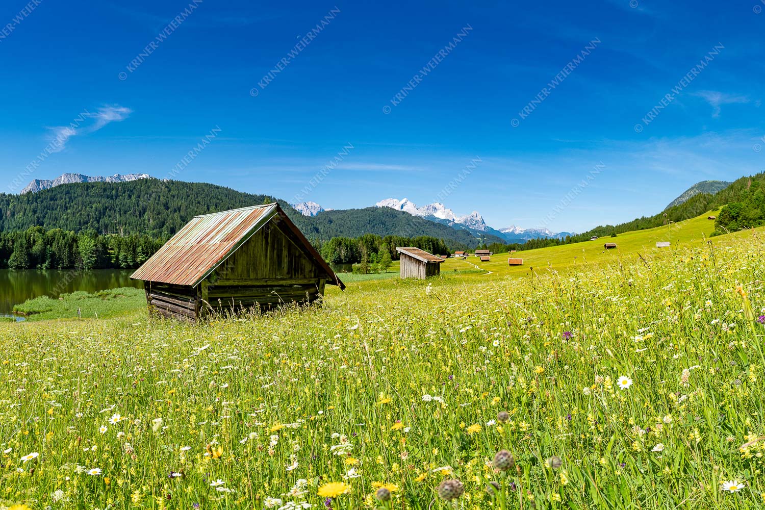 Blick über Blumenwiese am Geroldsee zum Zugspitzmassiv im Wetterstein