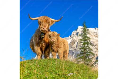 Schottische Hochlandrinder am Halleranger mit Speckkarspitze im Karwendelgebirge - Wir gehören zam - Seitenverhältnis 1:1 - Schottisches Hochlandrind mit Kalb - weitere Infos unter https://www.kriner-weiermann.de