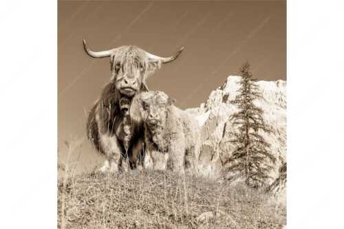 Schottische Hochlandrinder am Halleranger mit Speckkarspitze im Karwendelgebirge - Wir gehören zam - Seitenverhältnis 1:1 - Schottisches Hochlandrind mit Kalb - weitere Infos unter https://www.kriner-weiermann.de