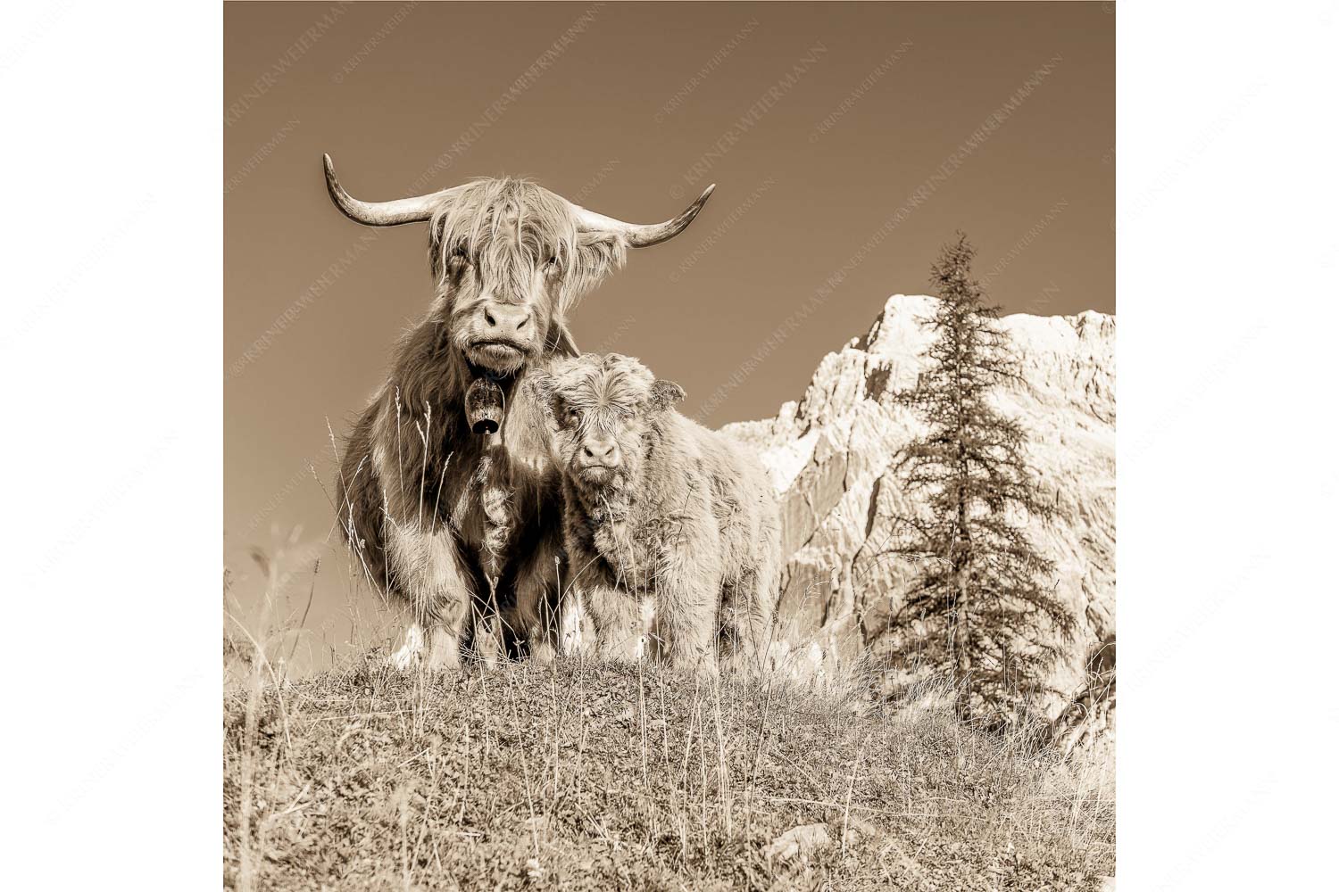 Wir gehören zam – Seitenverhältnis 1:1 — Schottisches Hochlandrind mit Kalb Schottische Hochlandrinder am Halleranger mit Speckkarspitze im Karwendelgebirge