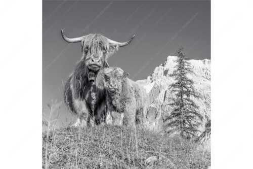 Schottische Hochlandrinder am Halleranger mit Speckkarspitze im Karwendelgebirge - Wir gehören zam - Seitenverhältnis 1:1 - Schottisches Hochlandrind mit Kalb - weitere Infos unter https://www.kriner-weiermann.de