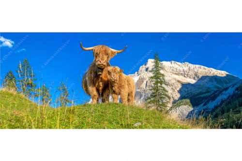 Schottische Hochlandrinder am Halleranger mit Speckkarspitze im Karwendelgebirge - Wir gehören zam - Seitenverhältnis 2,5:1 - Schottisches Hochlandrind mit Kalb - weitere Infos unter https://www.kriner-weiermann.de