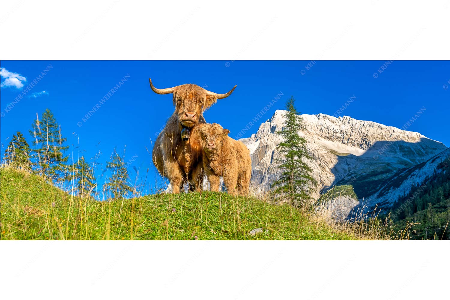 Schottische Hochlandrinder am Halleranger mit Speckkarspitze im Karwendelgebirge
