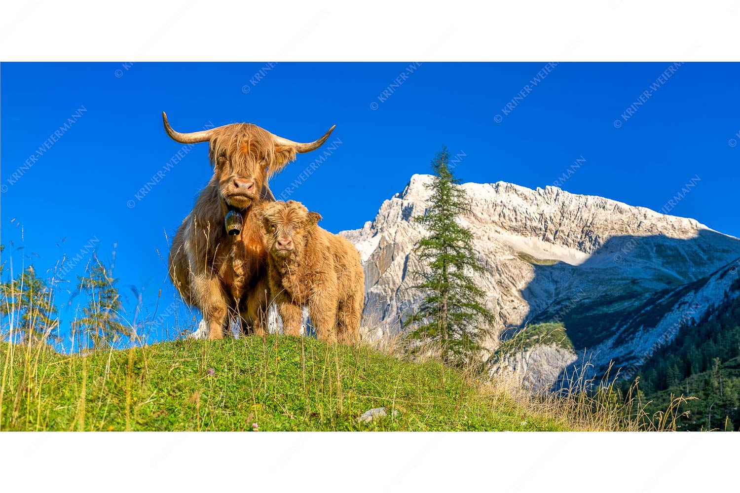 Wir gehören zam – Seitenverhältnis 2:1 — Schottisches Hochlandrind mit Kalb Schottische Hochlandrinder am Halleranger mit Speckkarspitze im Karwendelgebirge
