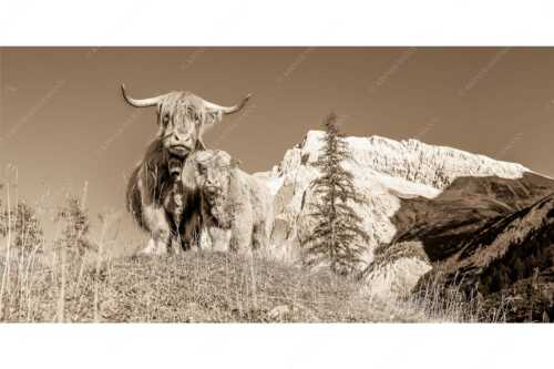 Schottische Hochlandrinder am Halleranger mit Speckkarspitze im Karwendelgebirge - Wir gehören zam - Seitenverhältnis 2:1 - Schottisches Hochlandrind mit Kalb - weitere Infos unter https://www.kriner-weiermann.de