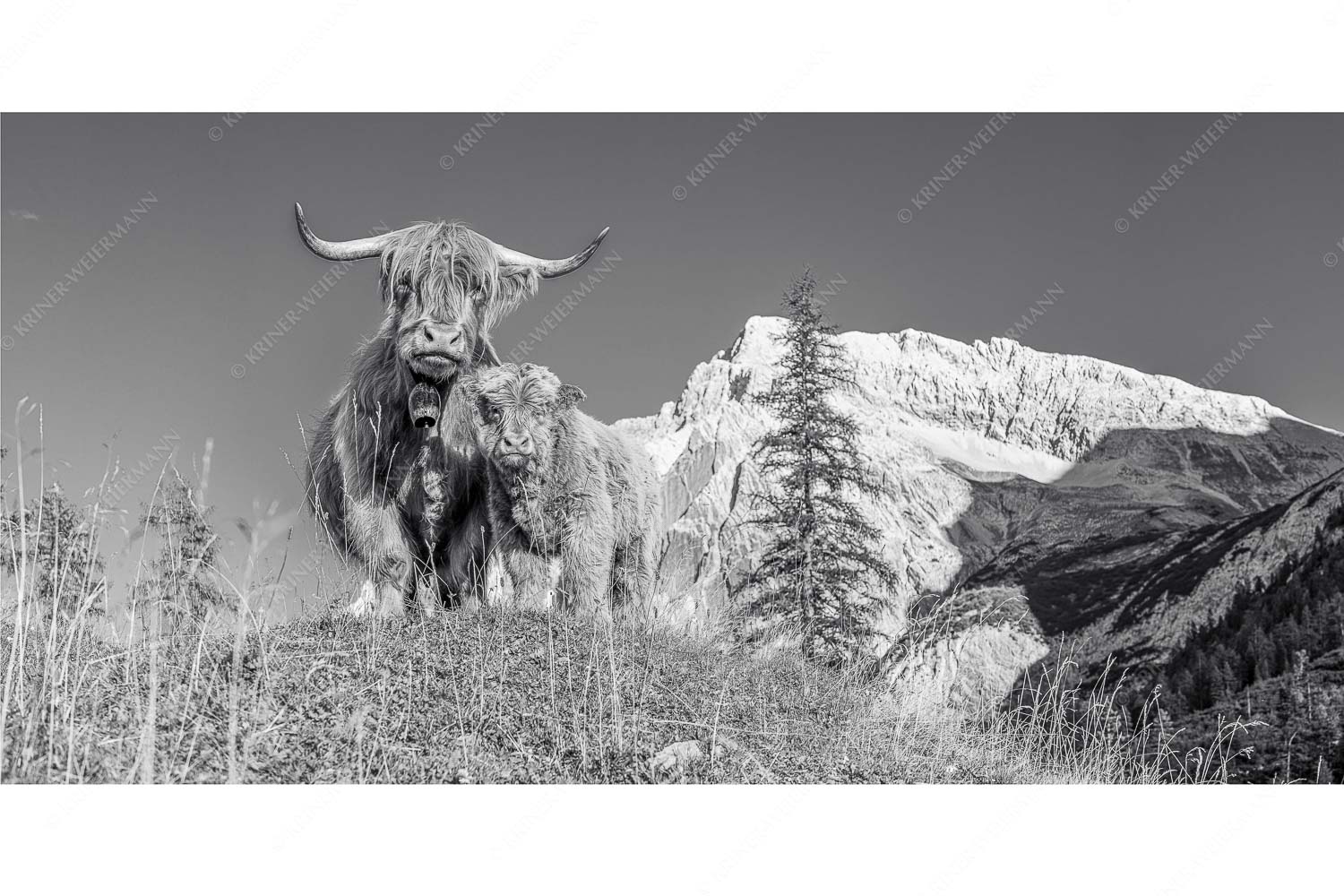 Wir gehören zam – Seitenverhältnis 2:1 — Schottisches Hochlandrind mit Kalb Schottische Hochlandrinder am Halleranger mit Speckkarspitze im Karwendelgebirge