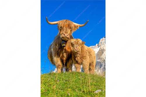 Schottische Hochlandrinder am Halleranger mit Speckkarspitze im Karwendelgebirge - Wir gehören zam - Seitenverhältnis 2:3 - Schottisches Hochlandrind mit Kalb - weitere Infos unter https://www.kriner-weiermann.de