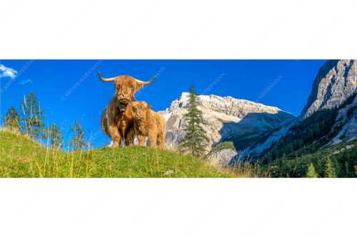 Schottische Hochlandrinder am Halleranger mit Speckkarspitze im Karwendelgebirge - Wir gehören zam - Seitenverhältnis 3:1 - Schottisches Hochlandrind mit Kalb - weitere Infos unter https://www.kriner-weiermann.de