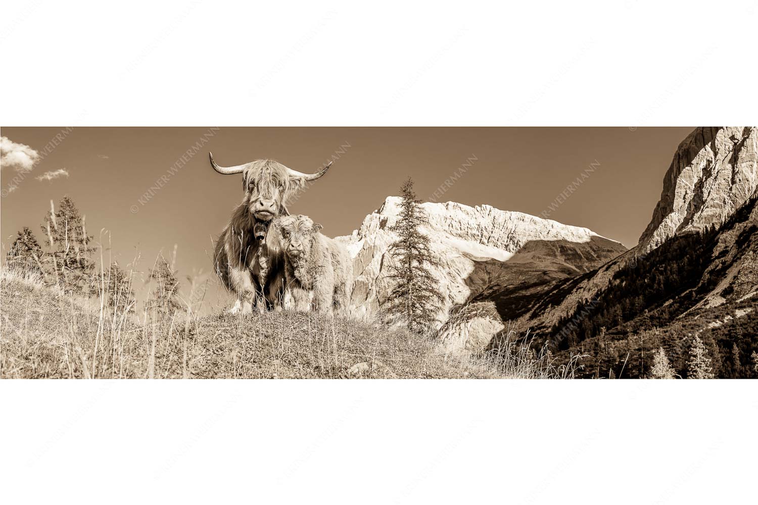 Wir gehören zam – Seitenverhältnis 3:1 — Schottisches Hochlandrind mit Kalb Schottische Hochlandrinder am Halleranger mit Speckkarspitze im Karwendelgebirge