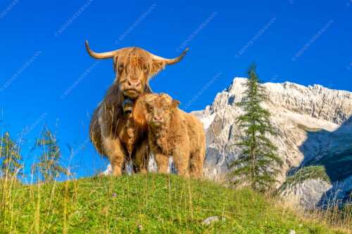 Schottische Hochlandrinder am Halleranger mit Speckkarspitze im Karwendelgebirge - Wir gehören zam - Seitenverhältnis 3:2 - Schottisches Hochlandrind mit Kalb - weitere Infos unter https://www.kriner-weiermann.de