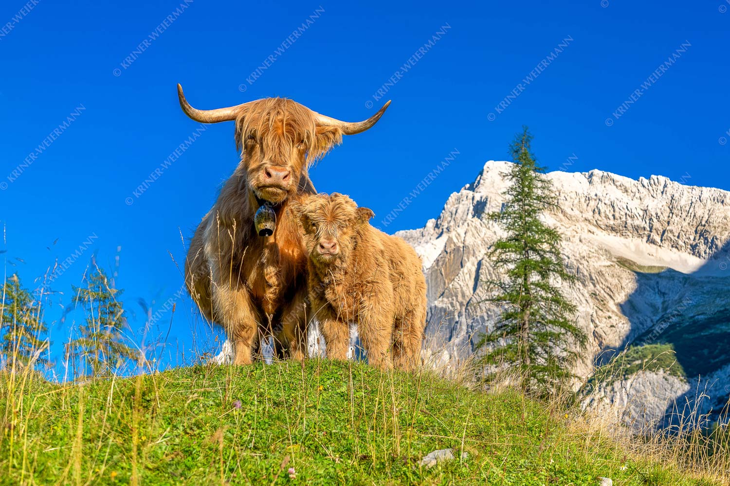 Wir gehören zam – Seitenverhältnis 3:2 — Schottisches Hochlandrind mit Kalb Schottische Hochlandrinder am Halleranger mit Speckkarspitze im Karwendelgebirge