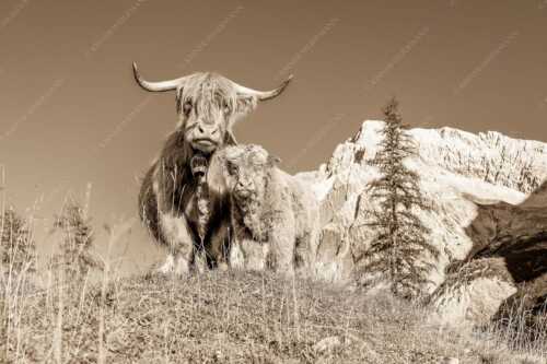 Schottische Hochlandrinder am Halleranger mit Speckkarspitze im Karwendelgebirge - Wir gehören zam - Seitenverhältnis 3:2 - Schottisches Hochlandrind mit Kalb - weitere Infos unter https://www.kriner-weiermann.de