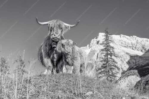 Schottische Hochlandrinder am Halleranger mit Speckkarspitze im Karwendelgebirge - Wir gehören zam - Seitenverhältnis 3:2 - Schottisches Hochlandrind mit Kalb - weitere Infos unter https://www.kriner-weiermann.de