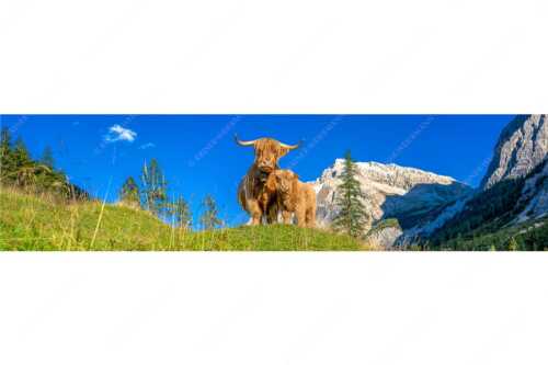 Schottische Hochlandrinder am Halleranger mit Speckkarspitze im Karwendelgebirge - Wir gehören zam - Seitenverhältnis 4:1 - Schottisches Hochlandrind mit Kalb - weitere Infos unter https://www.kriner-weiermann.de
