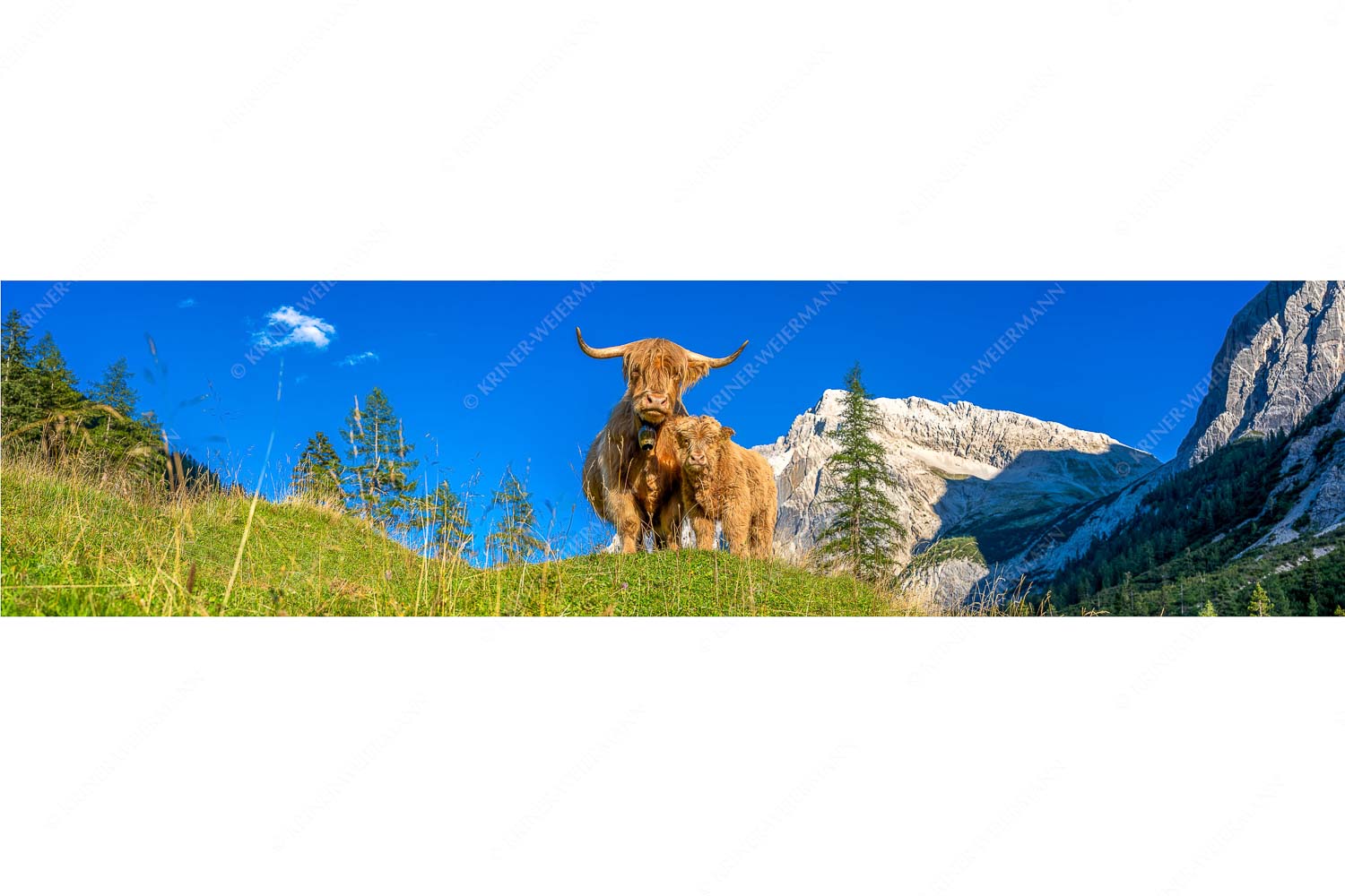 Wir gehören zam – Seitenverhältnis 4:1 — Schottisches Hochlandrind mit Kalb Schottische Hochlandrinder am Halleranger mit Speckkarspitze im Karwendelgebirge