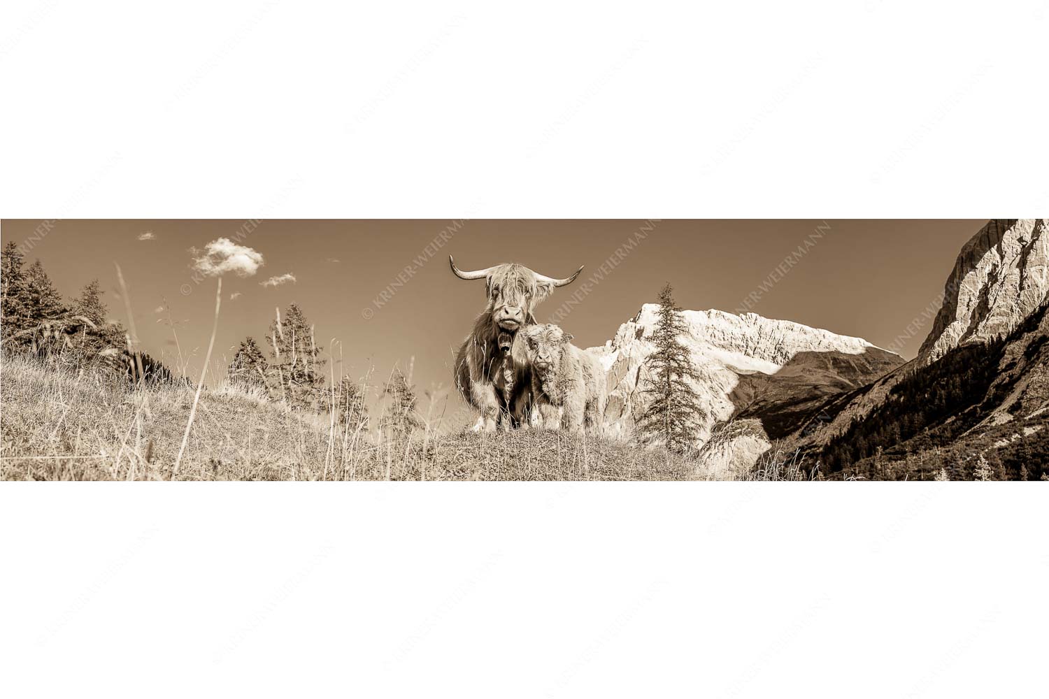 Wir gehören zam – Seitenverhältnis 4:1 — Schottisches Hochlandrind mit Kalb Schottische Hochlandrinder am Halleranger mit Speckkarspitze im Karwendelgebirge