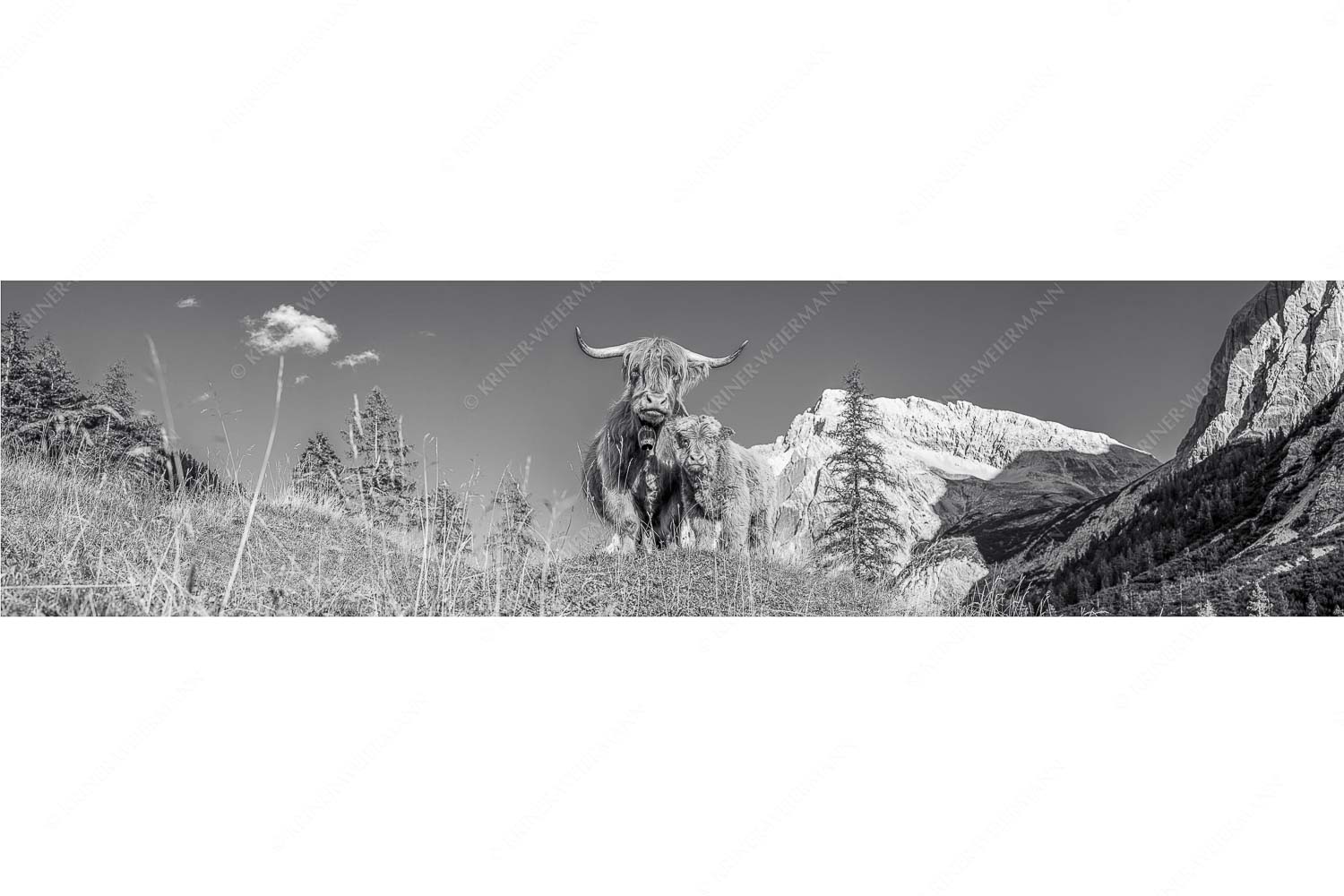 Wir gehören zam – Seitenverhältnis 4:1 — Schottisches Hochlandrind mit Kalb Schottische Hochlandrinder am Halleranger mit Speckkarspitze im Karwendelgebirge