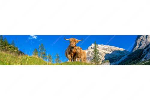Schottische Hochlandrinder am Halleranger mit Speckkarspitze im Karwendelgebirge - Wir gehören zam - Seitenverhältnis 5:1 - Schottisches Hochlandrind mit Kalb - weitere Infos unter https://www.kriner-weiermann.de