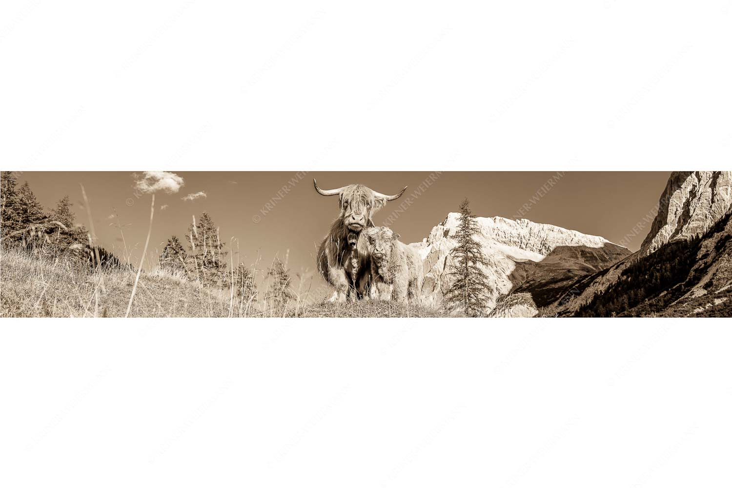 Wir gehören zam – Seitenverhältnis 5:1 — Schottisches Hochlandrind mit Kalb Schottische Hochlandrinder am Halleranger mit Speckkarspitze im Karwendelgebirge