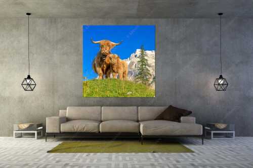 Schottische Hochlandrinder am Halleranger mit Speckkarspitze im Karwendelgebirge - Wir gehören zam - Größe ca. 160x160cm, Seitenverhältnis 1:1 - Schottisches Hochlandrind mit Kalb - weitere Infos unter https://www.kriner-weiermann.de