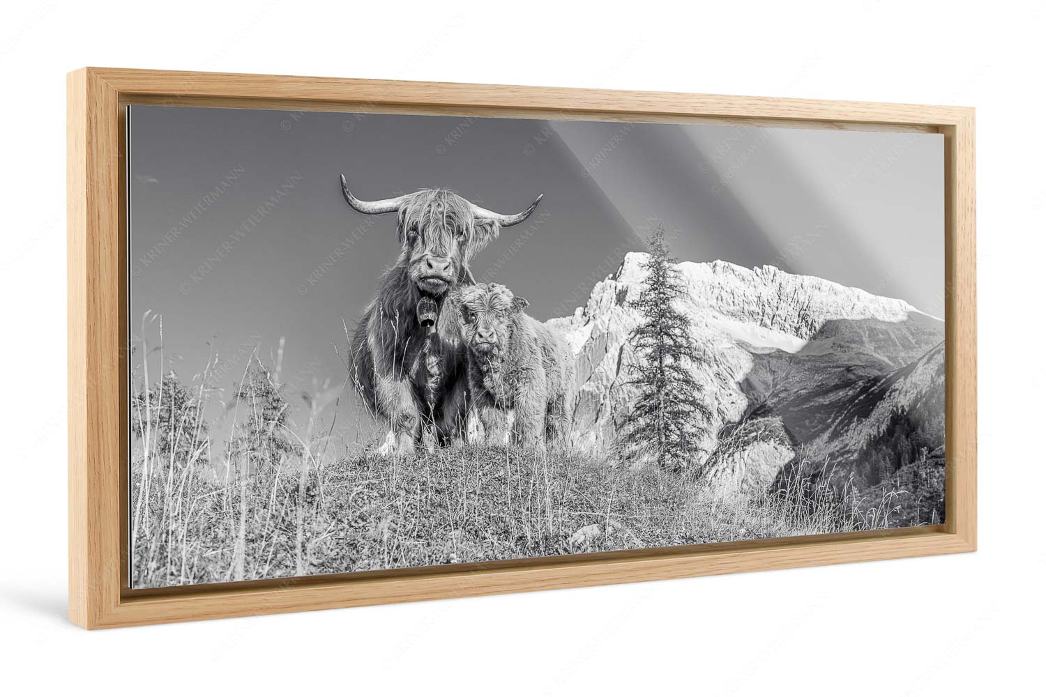 Wir gehören zam – Foto im Schattenfugen-Rahmen — Schottisches Hochlandrind mit Kalb Schottische Hochlandrinder am Halleranger mit Speckkarspitze im Karwendelgebirge - Wir gehören zam - Foto im Schattenfugen-Rahmen - Schottisches Hochlandrind mit Kalb - weitere Infos unter https://www.kriner-weiermann.de