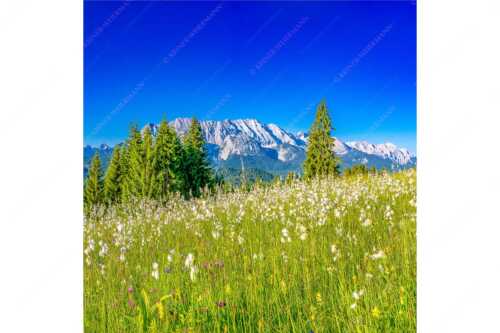Blick über saftige Blumenwiese zum Wettersteingebirge - Wollgras Wiesn - Seitenverhältnis 1:1 - Blumenwiese mit Wetterstein - weitere Infos unter https://www.kriner-weiermann.de