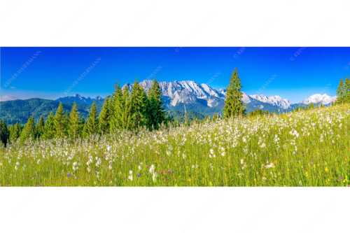 Blick über saftige Blumenwiese zum Wettersteingebirge - Wollgras Wiesn - Seitenverhältnis 2,5:1 - Blumenwiese mit Wetterstein - weitere Infos unter https://www.kriner-weiermann.de
