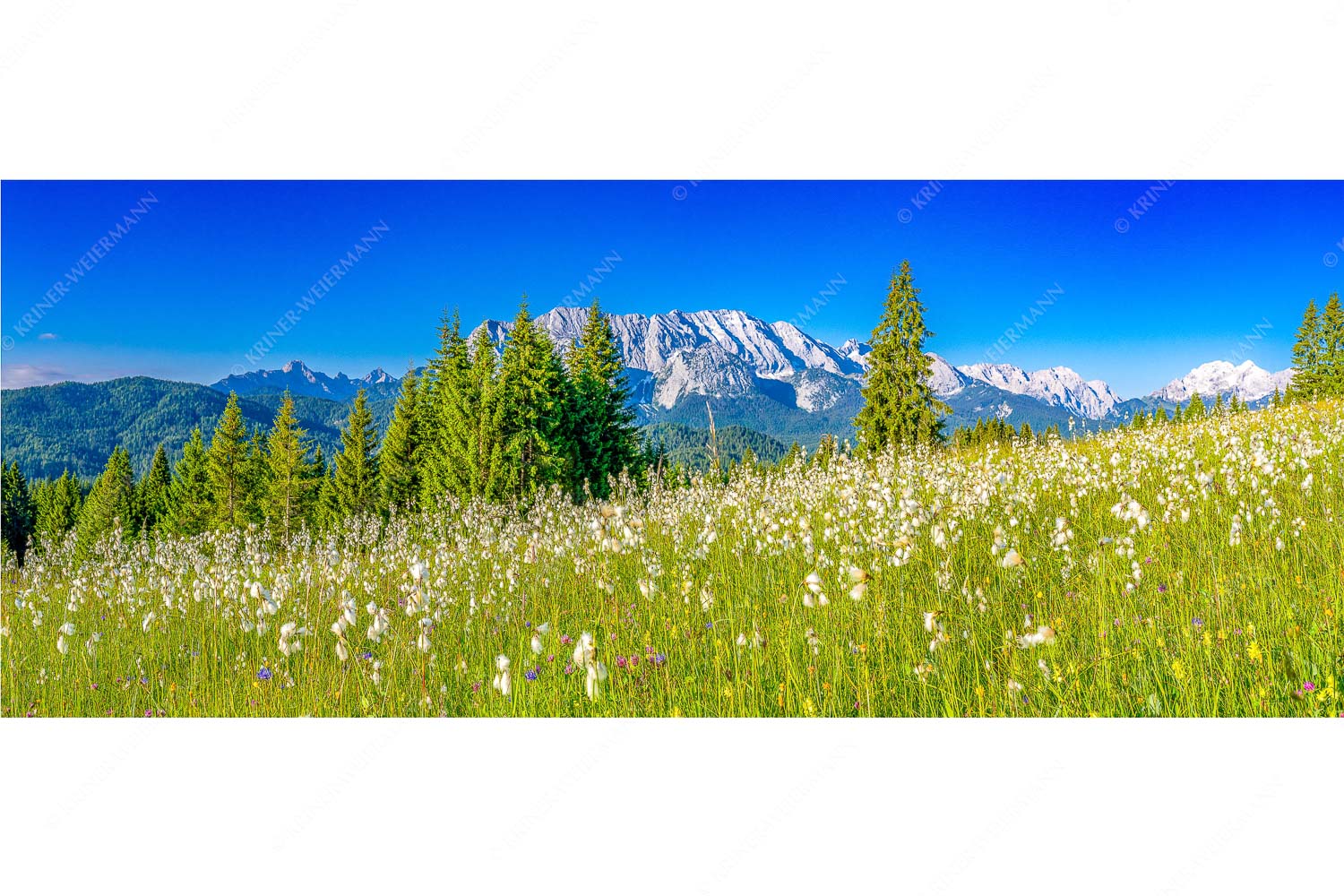 Blick über saftige Blumenwiese zum Wettersteingebirge - Wollgras Wiesn - Seitenverhältnis 2,5:1 - Blumenwiese mit Wetterstein - weitere Infos unter https://www.kriner-weiermann.de