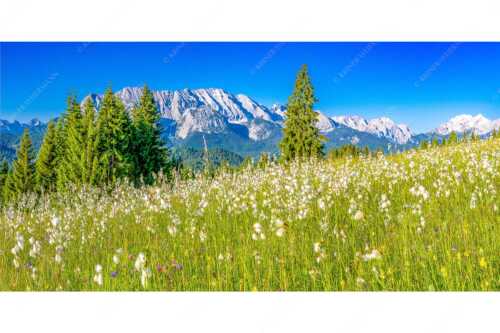 Blick über saftige Blumenwiese zum Wettersteingebirge - Wollgras Wiesn - Seitenverhältnis 2:1 - Blumenwiese mit Wetterstein - weitere Infos unter https://www.kriner-weiermann.de