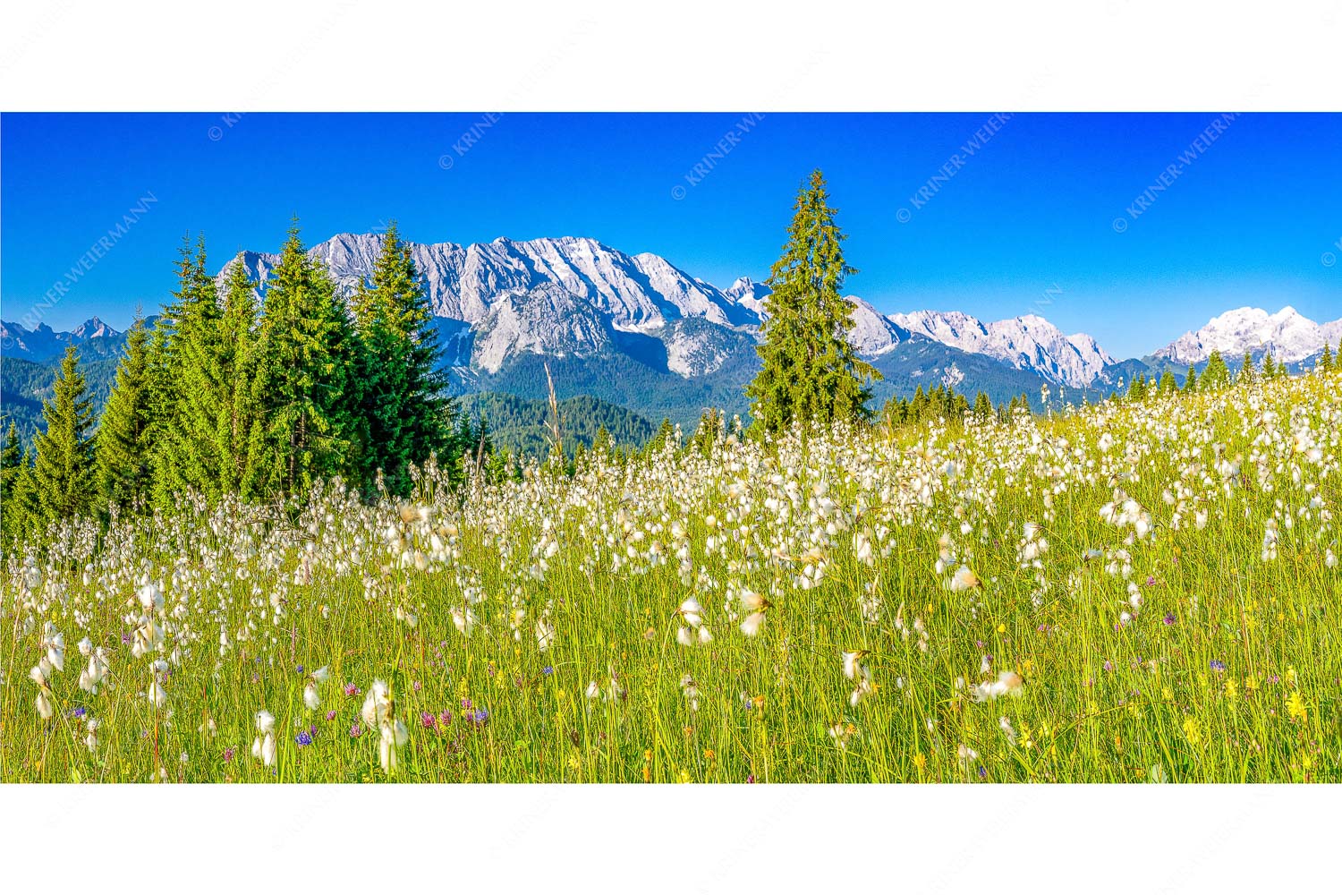 Wollgras Wiesn – Seitenverhältnis 2:1 — Blumenwiese mit Wetterstein Blick über saftige Blumenwiese zum Wettersteingebirge