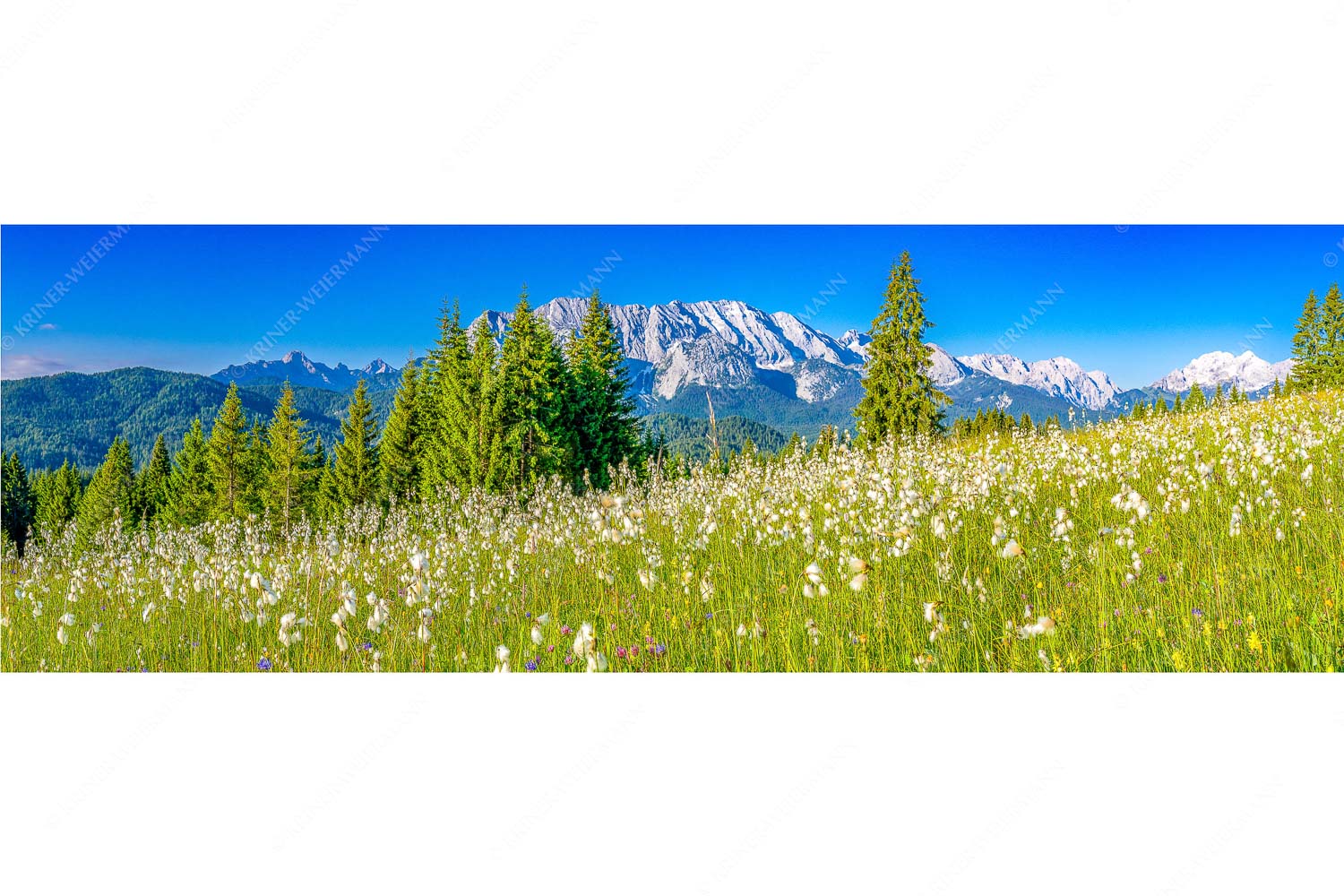 Blick über saftige Blumenwiese zum Wettersteingebirge