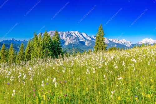Blick über saftige Blumenwiese zum Wettersteingebirge - Wollgras Wiesn - Seitenverhältnis 3:2 - Blumenwiese mit Wetterstein - weitere Infos unter https://www.kriner-weiermann.de