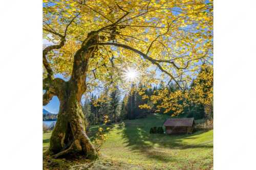 Bei den Badeufern am Barmsee steht dieser hunderte Jahre Ahornbaum - Zeitzeuge II - Seitenverhältnis 1:1 - Ahorn am Barmsee - weitere Infos unter https://www.kriner-weiermann.de