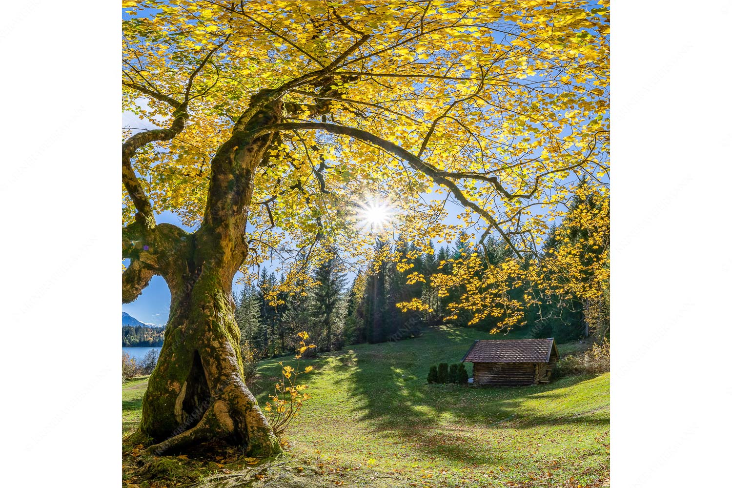 Zeitzeuge II – Seitenverhältnis 1:1 — Ahorn am Barmsee Bei den Badeufern am Barmsee steht dieser hunderte Jahre Ahornbaum