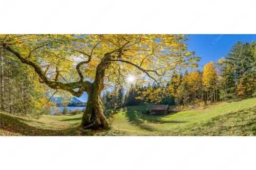 Bei den Badeufern am Barmsee steht dieser hunderte Jahre Ahornbaum - Zeitzeuge II - Seitenverhältnis 2,5:1 - Ahorn am Barmsee - weitere Infos unter https://www.kriner-weiermann.de