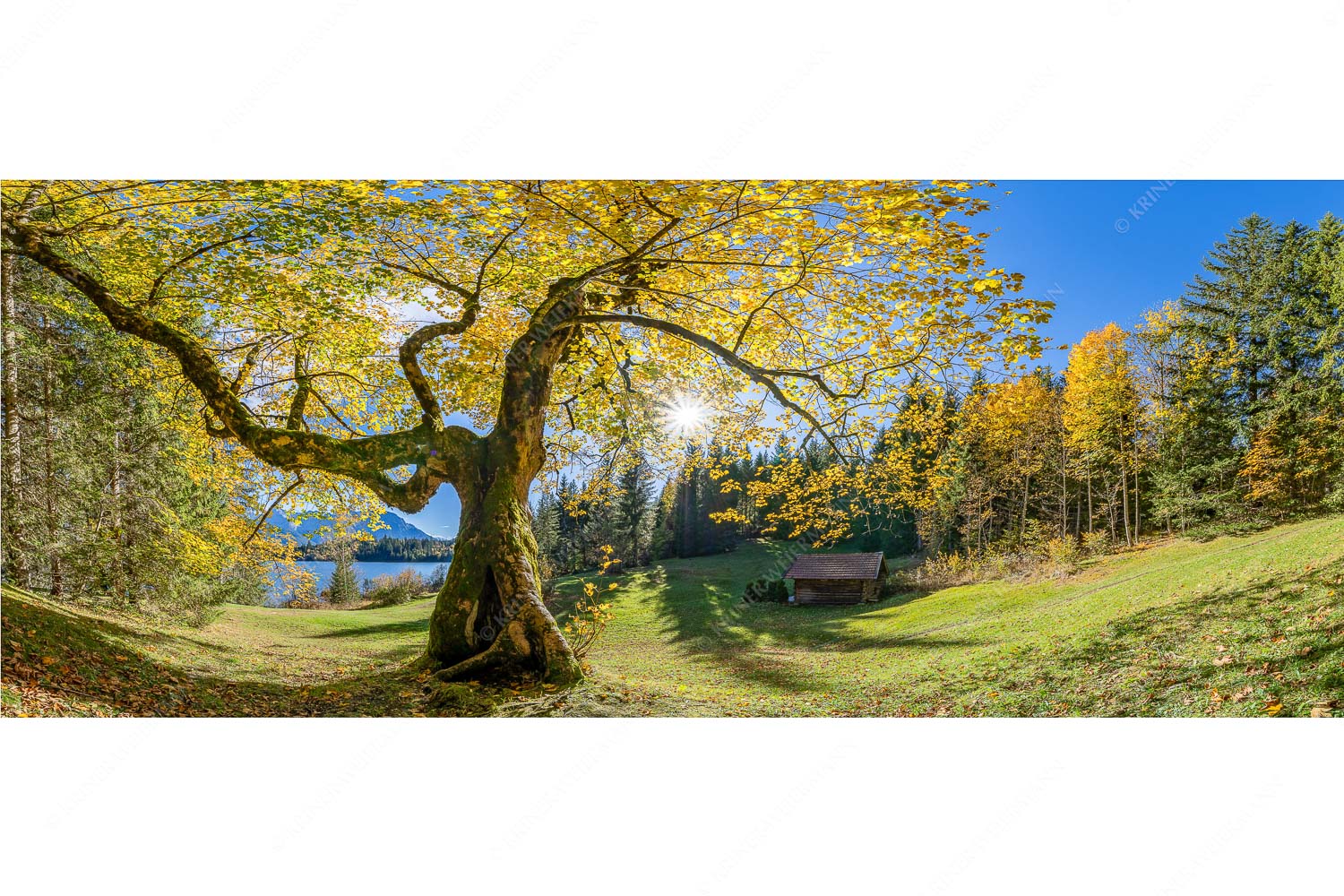 Zeitzeuge II – Seitenverhältnis 2,5:1 — Ahorn am Barmsee Bei den Badeufern am Barmsee steht dieser hunderte Jahre Ahornbaum