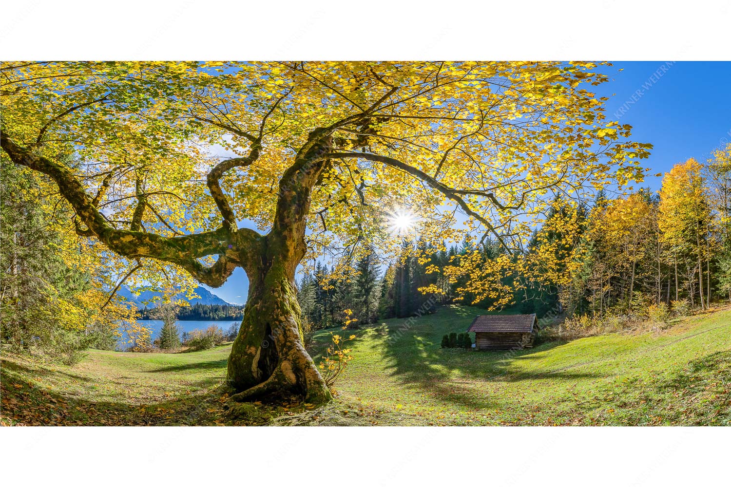 Zeitzeuge II – Seitenverhältnis 2:1 — Ahorn am Barmsee Bei den Badeufern am Barmsee steht dieser hunderte Jahre Ahornbaum