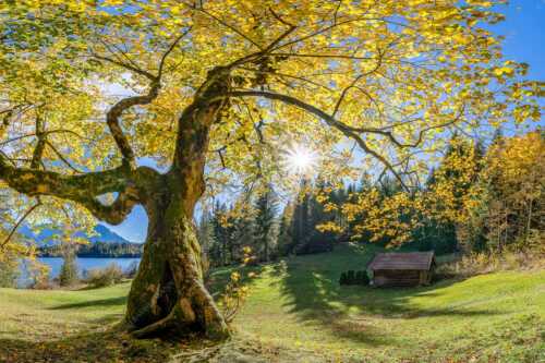 Bei den Badeufern am Barmsee steht dieser hunderte Jahre Ahornbaum - Zeitzeuge II - Seitenverhältnis 3:2 - Ahorn am Barmsee - weitere Infos unter https://www.kriner-weiermann.de